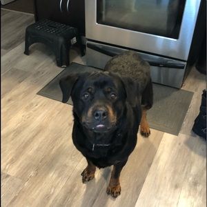 Meet your Posher, Heidi